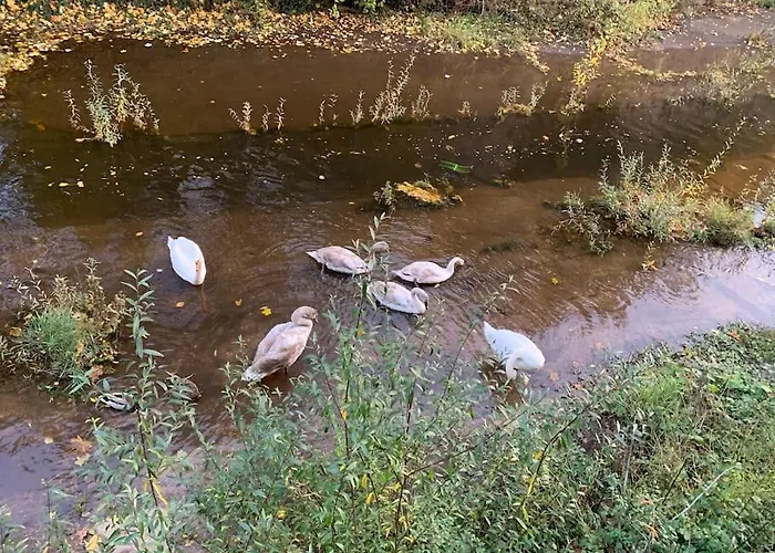 Ellerbachblick In Der Altstadt Apartment